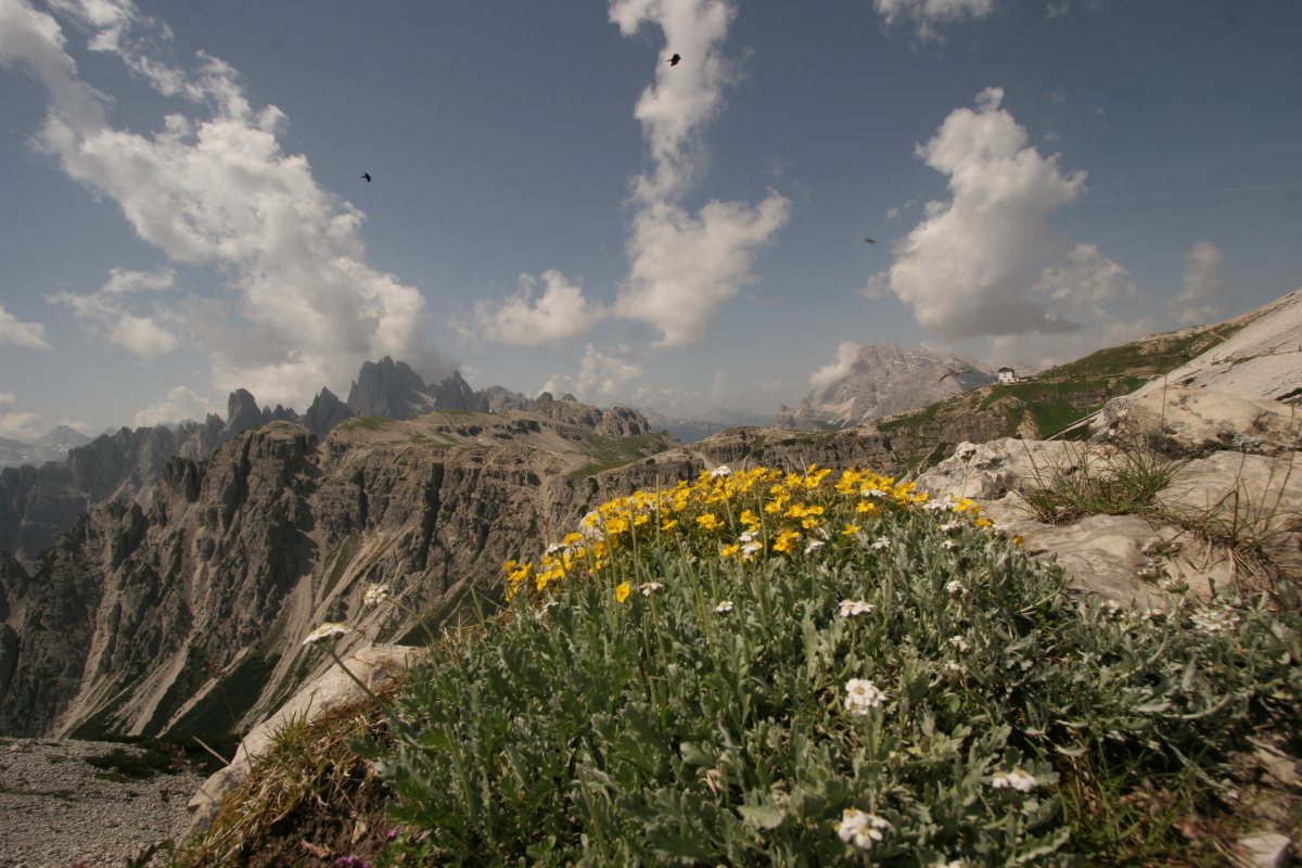 Sommerliche Almblumen vor den Sextner Dolomiten